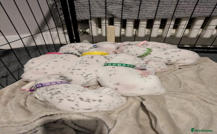 Dalmatian dogs - Advert 4