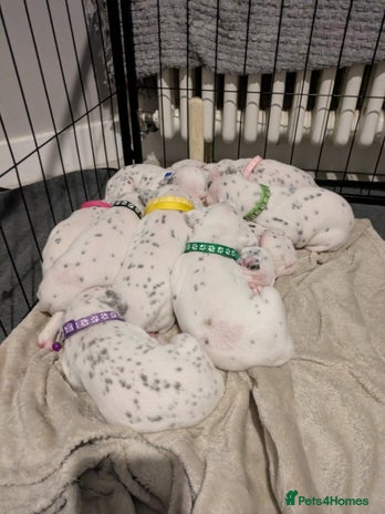 Dalmatian dogs - Advert 4