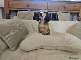 Miniature Dachshund dogs Beautiful kc reg shaded cream girl - Advert 3