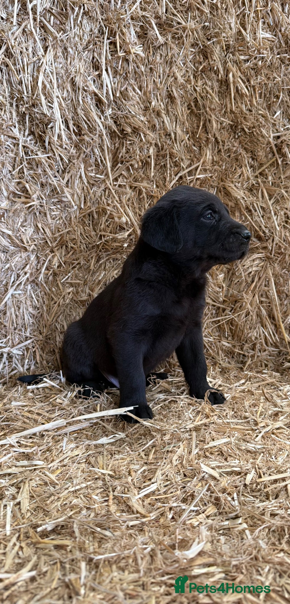 Labrador Retriever dogs Labrador puppy - Advert 1