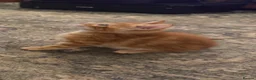 Mixed Breed cats for sale: Beautiful Family-Raised Kittens in Oswestry - Advert 23