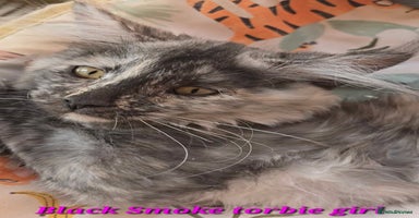 Maine Coon cats in Rotherham - Advert 13