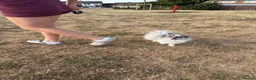 Pomeranian dogs for adoption: Pomeranian teenager that needs love and routine - Advert 9
