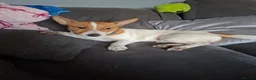 Patterjack dogs for sale: Jack Russell for sale  - Advert 3