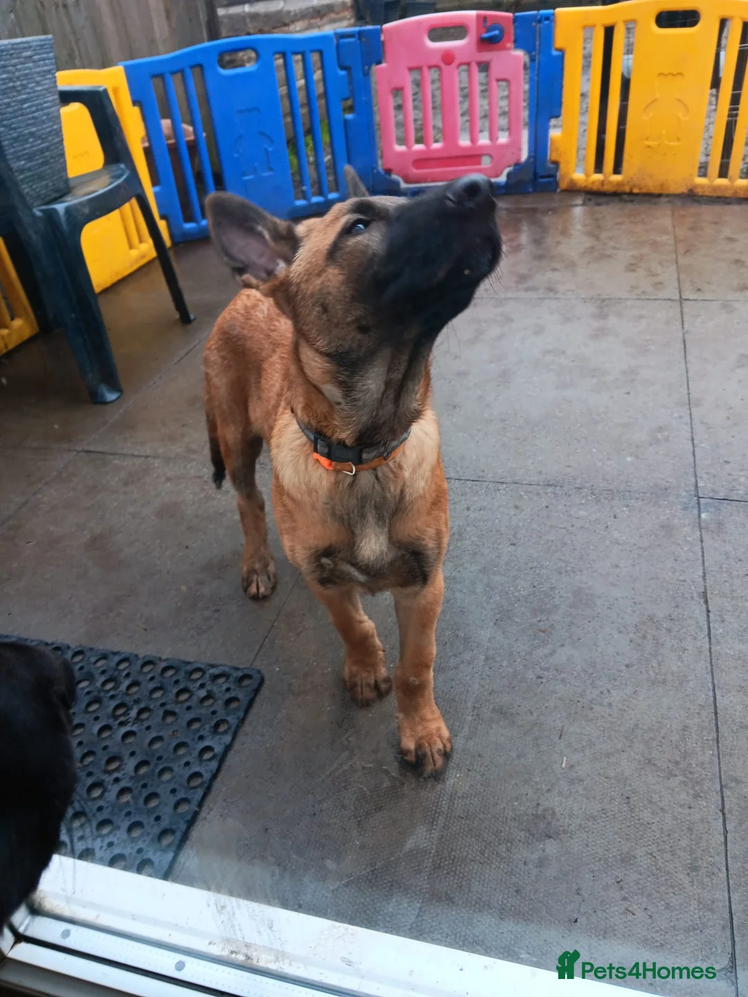 Belgian Shepherd Dog dogs for sale: Belgian Shepherd Puppies  - Advert 10