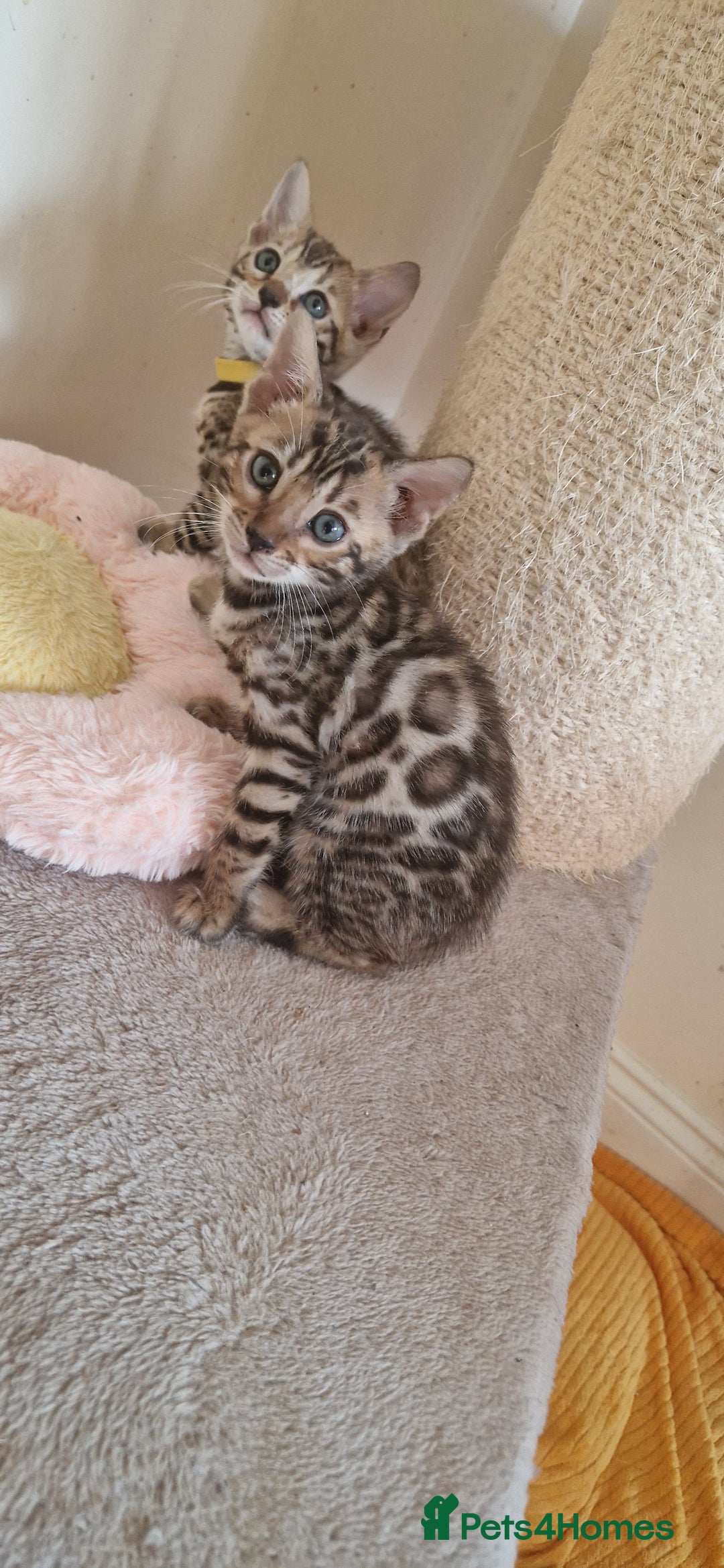 Bengal cats for sale: Beautiful kittens 🥰 - Advert 15