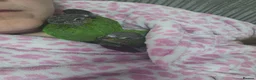Conures birds for sale: Handreared conures - Advert 5