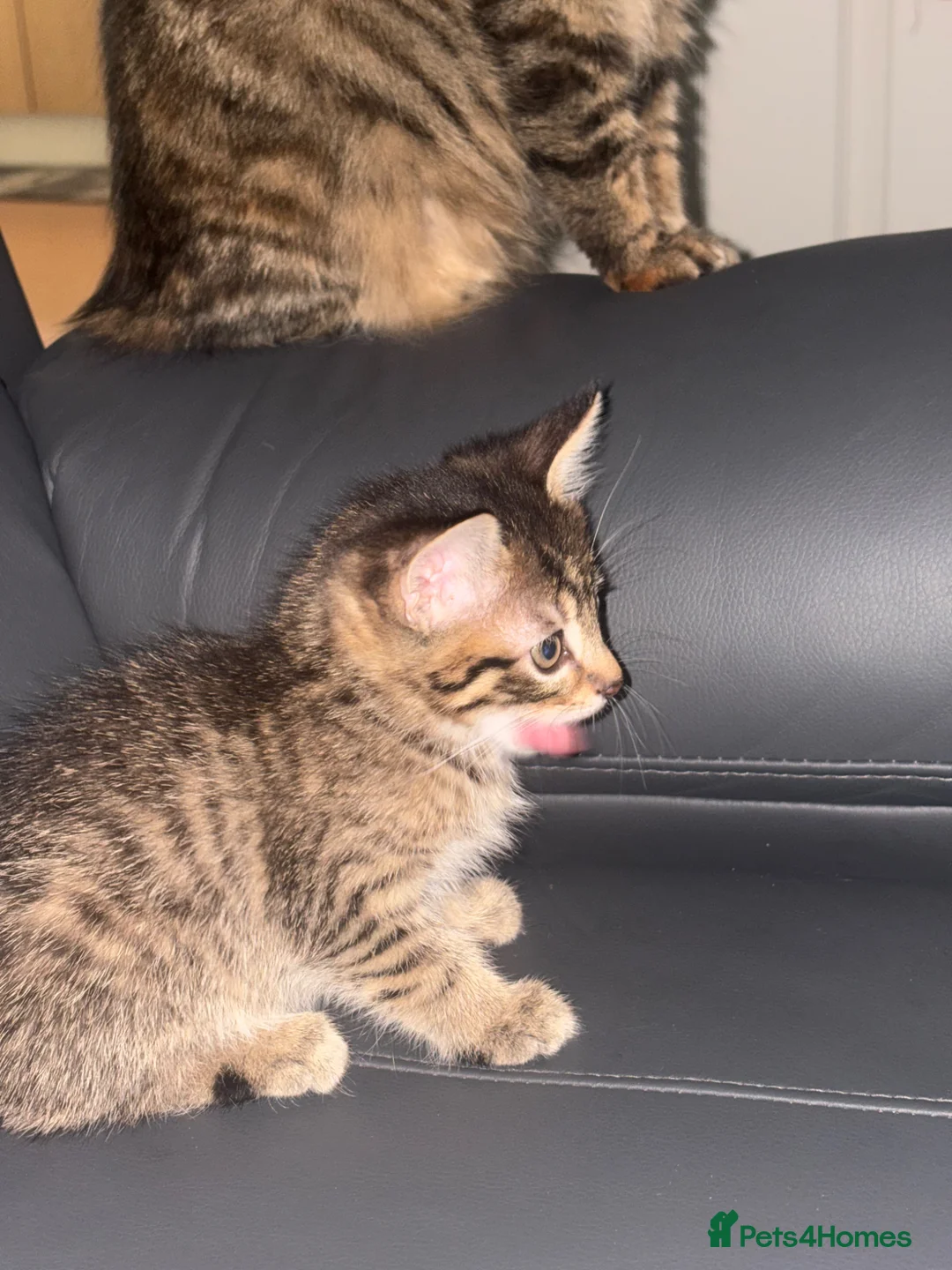 Mixed Breed cats for sale: Beautiful kittens ready for to go  - Advert 2