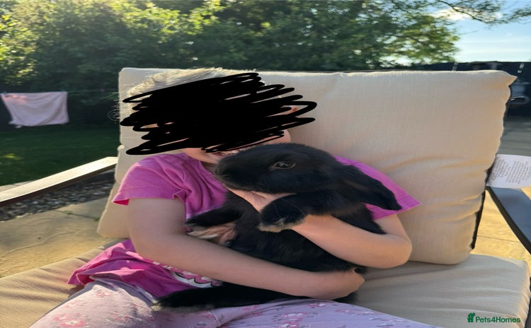 Mini Lop rabbits - Advert 1