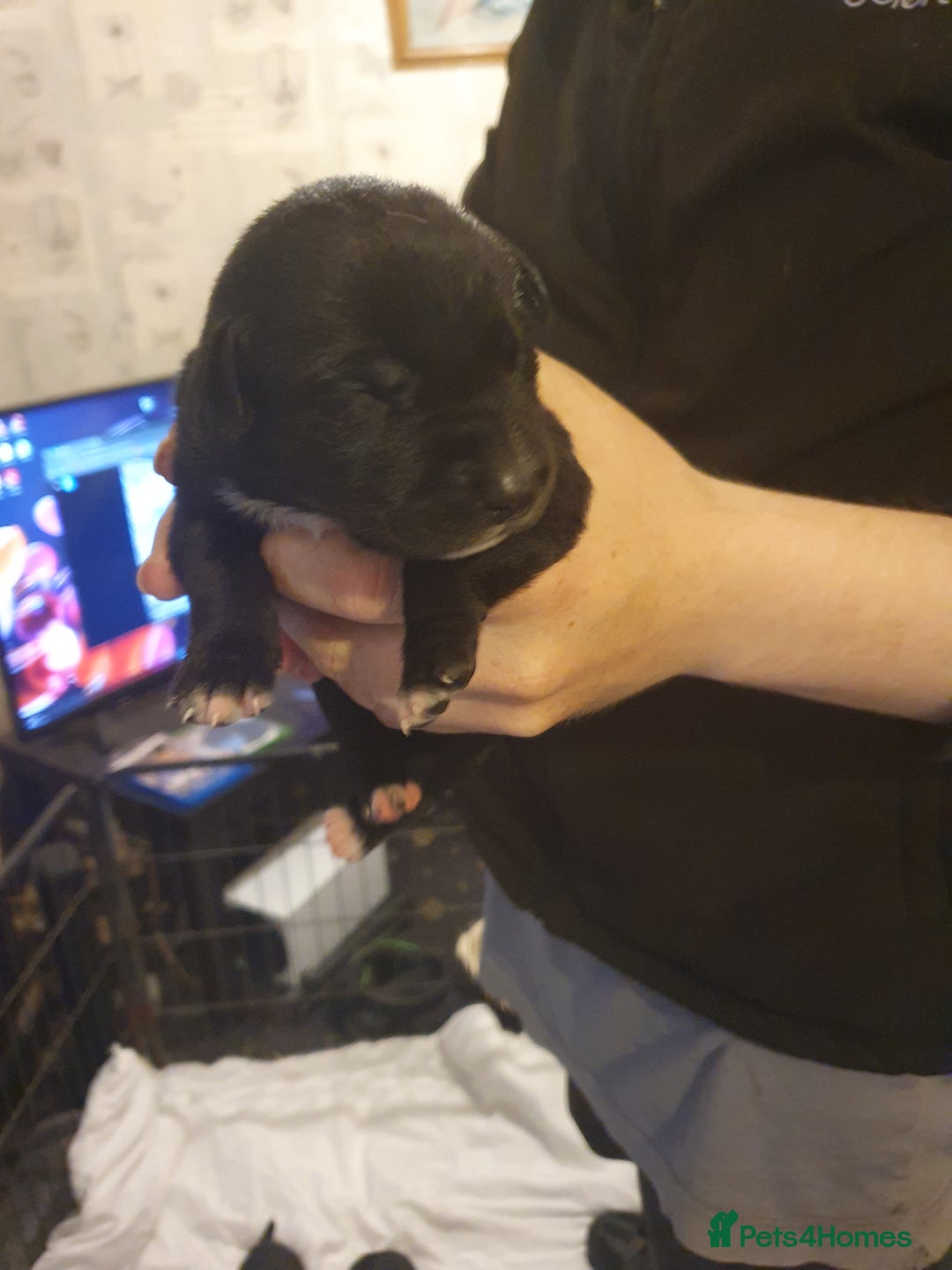 Mixed Breed dogs for sale: Border collie and springerdor puppies - Image 4