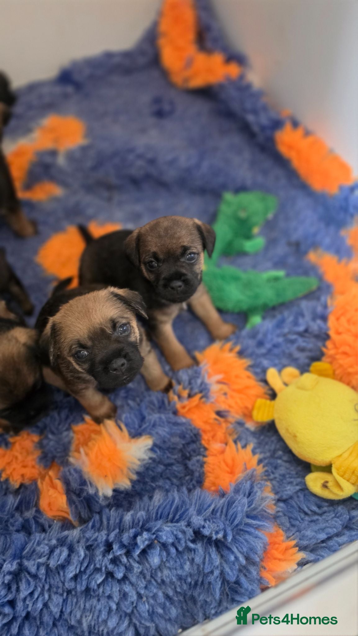 Border Terrier dogs KC Registered Border Terrier Puppies - Advert 2