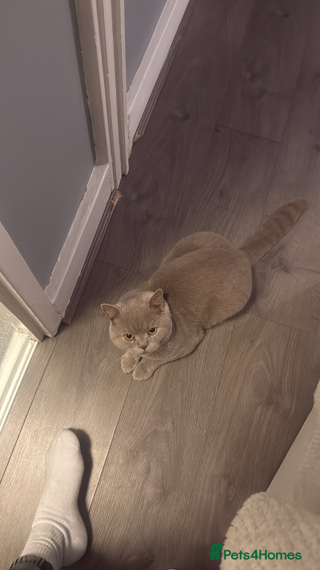 British Shorthair cats for sale: Leo            - Advert 4