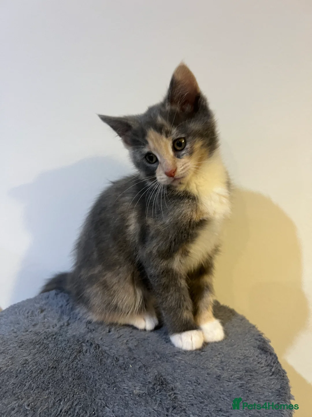 Mixed Breed cats for sale: kittens ready for a new home. - Advert 22