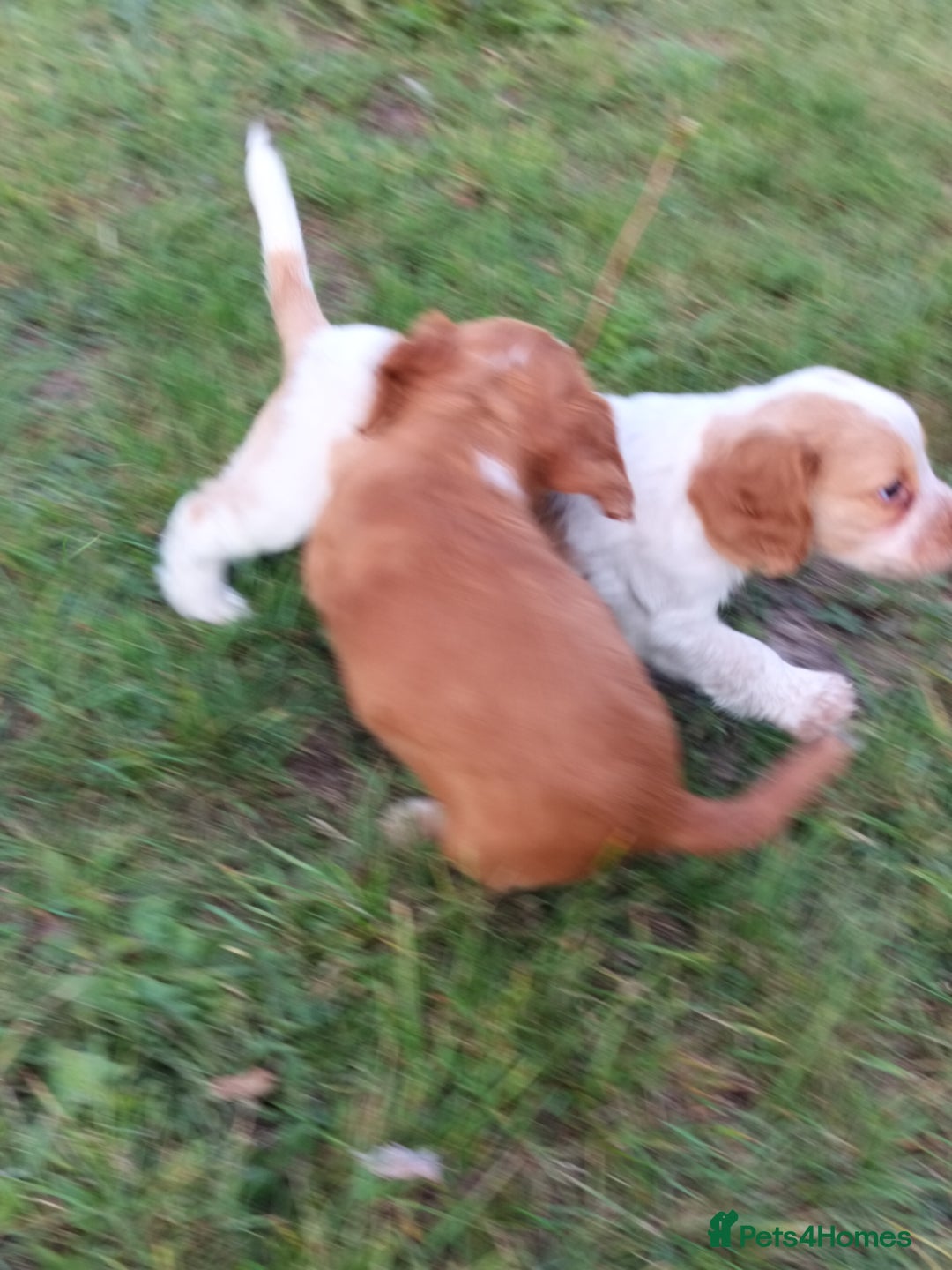 Cocker Spaniel dogs for sale: Cocka pups ready for new home - Image 2