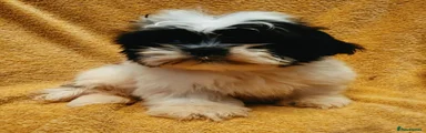 Shih Tzu 2