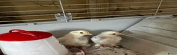 Chickens poultry for sale: Adorable Lilac Pekin Bantams & Mixed Chicks in Port Talbot - Advert 4