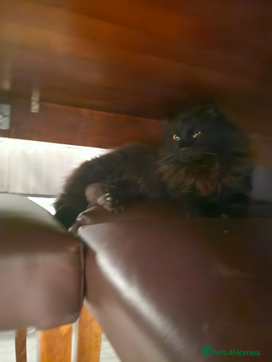 Turkish Angora cats for sale: Black Turkish Angora  - Advert 1