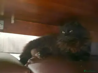 Turkish Angora cats Black Turkish Angora - Advert 2