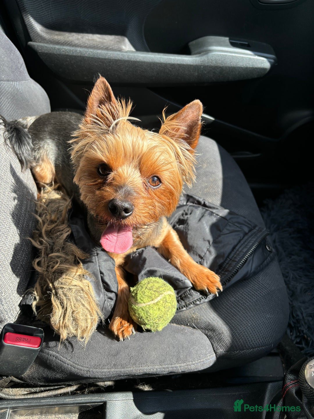 Yorkshire Terrier dogs for stud: Magnificent Yorkie Stud  - Advert 14