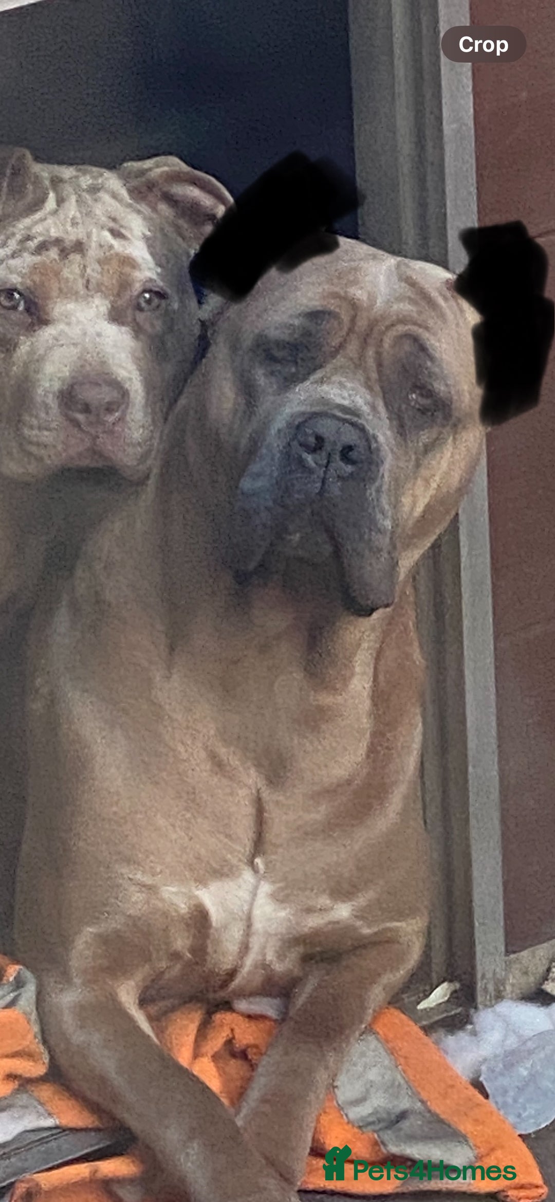 Cane Corso dogs for sale: CANE CORSO TOP QUALITY STRAJANO BLOODLINE FERMINTO - Advert 15
