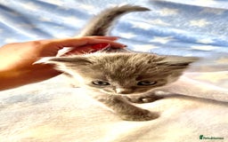 Ragdoll cats for sale: Stunning Ragdoll kittens super affectionate  - Image 11