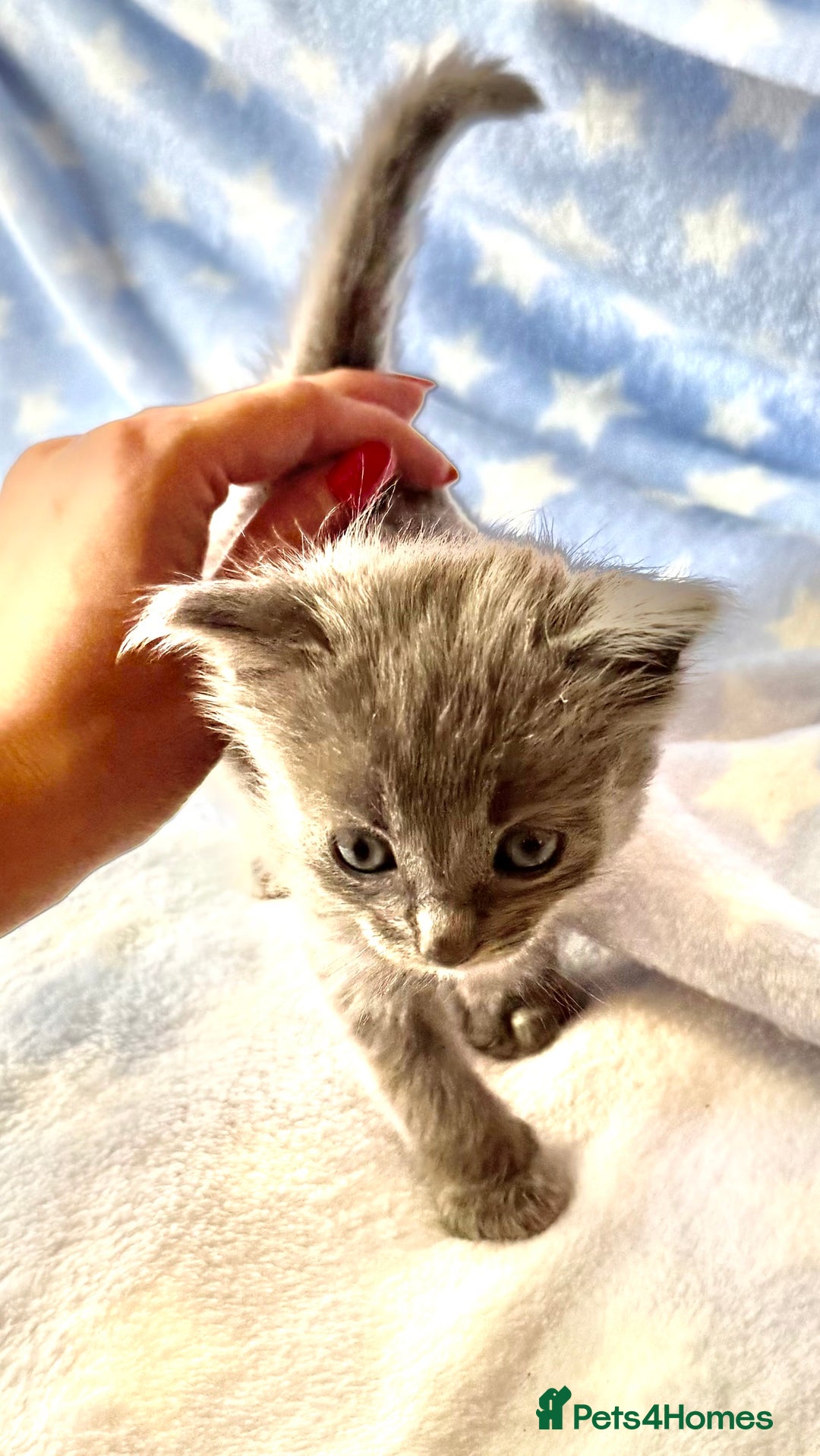 Ragdoll cats for sale: Stunning Ragdoll kittens super affectionate  - Image 11