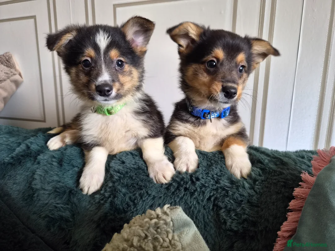 Mixed Breed dogs for sale: 2 boys left 💙💚 REDUCED & ready to go!  - Advert 1