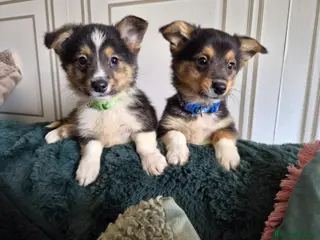 Mixed Breed dogs 2 boys left 💙💚 REDUCED & ready to go! - Advert 5