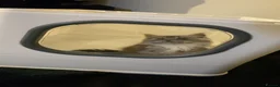 British Shorthair cats for sale: Sushi, chopstick - Advert 2