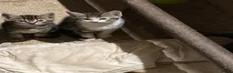 Mixed Breed cats for sale: Playful kittens for sale - Advert 4
