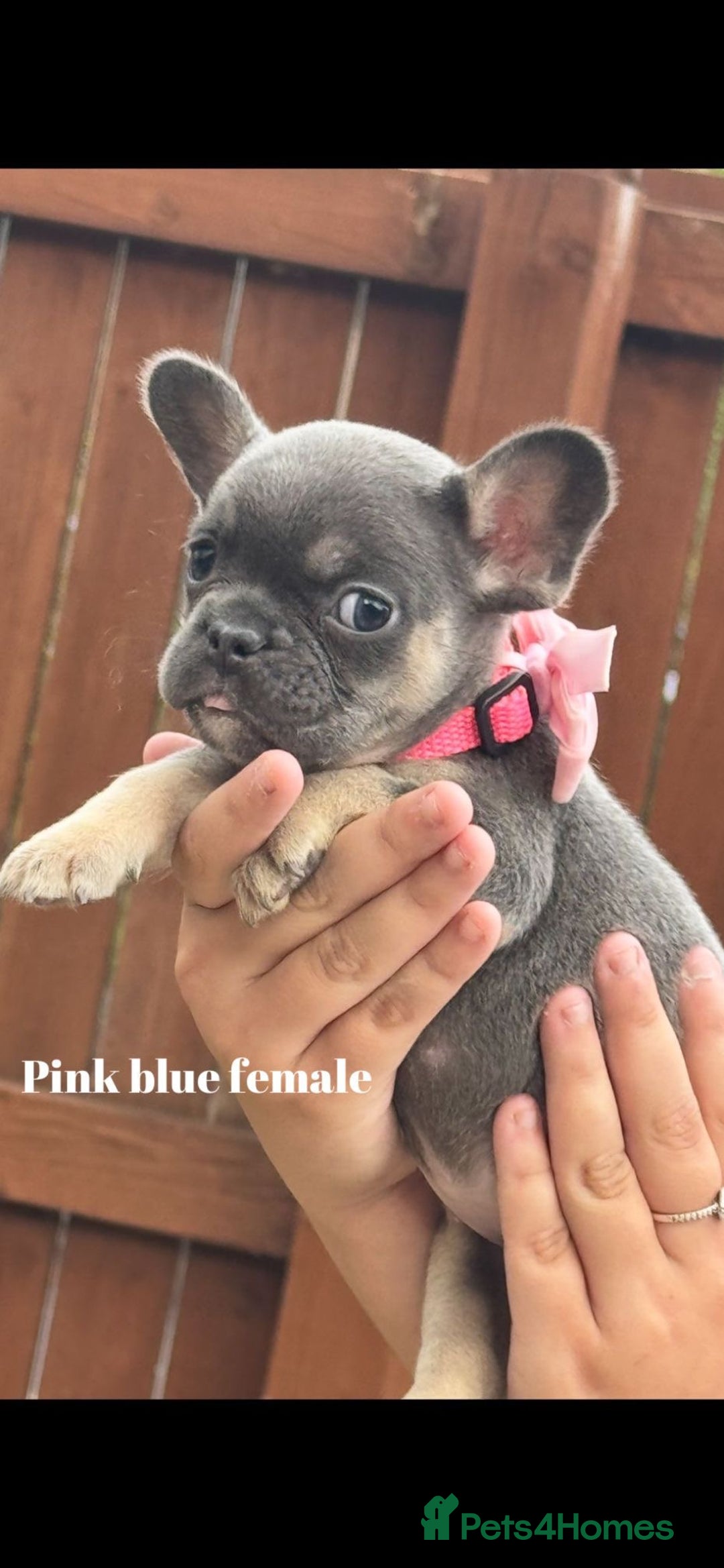 French Bulldog dogs for sale: Beautiful small build fluffy/fluffy carrier french - Image 26