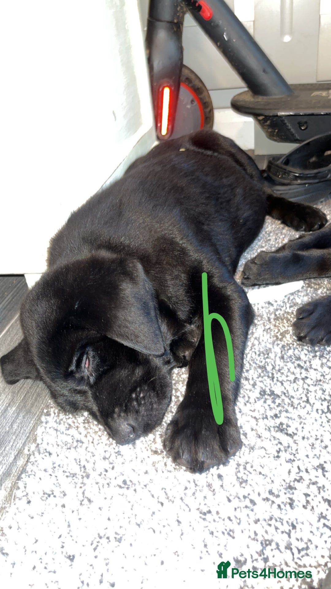 Labrador Retriever dogs for sale: READY NOW.Beautiful black KC registered Labradors  - Advert 4