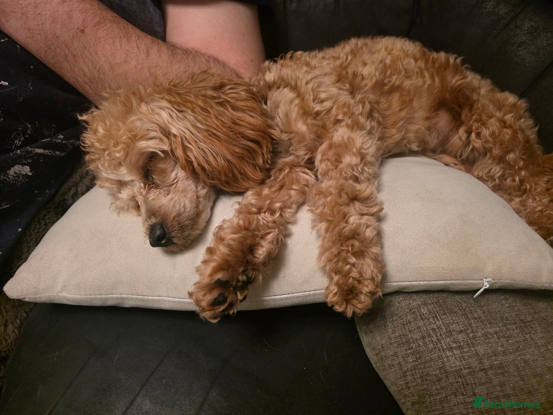 Toy Poodle dogs for sale: Lovely Female Toy Poodle - Advert 3
