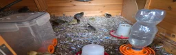 Mixed Breed birds for sale: Quails - Advert 5