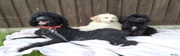 Goldendoodle dogs for sale: Health tested Standard Goldendoodles in Reading - Advert 8