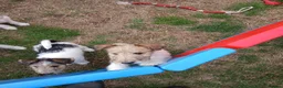 Fox Terrier dogs for sale: KC Wire haired fox terrier pups based in Kent - Advert 9