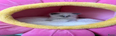 Ragdoll 1