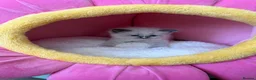 Ragdoll cats for sale: 7 Stunning Baby Ragdolls - Advert 6