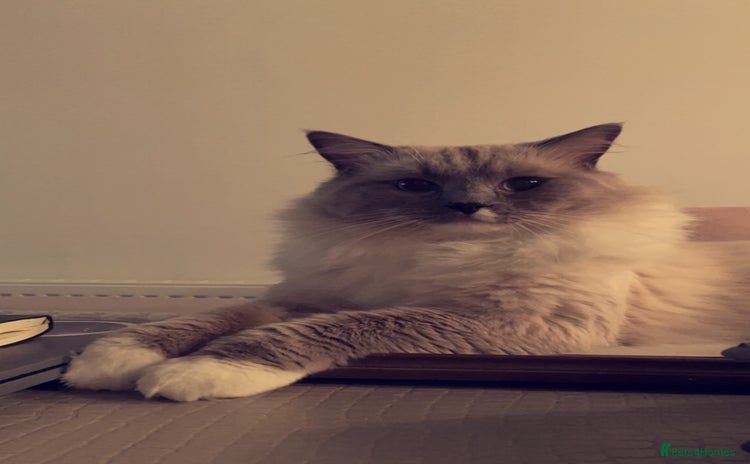 Ragdoll cats - Advert 16
