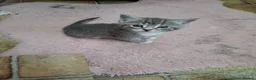 Mixed Breed cats for sale: MS BOGDANOVA  - Advert 3