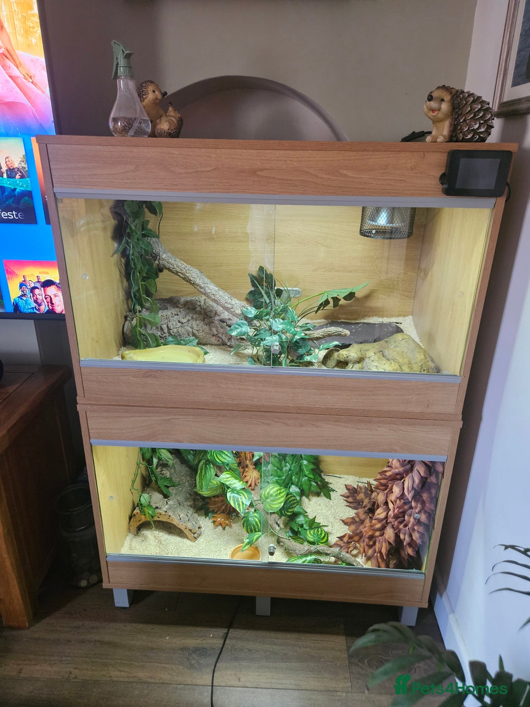 Python Snake reptiles for sale: 2 x ROYAL PYTHONS COMPLETE SET UP  - Image 2
