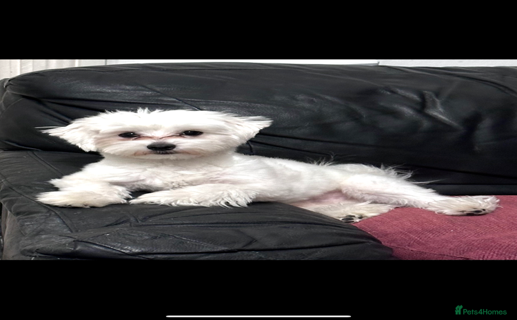 Bichon Frise dogs - Advert 1