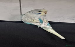 Budgerigars birds for sale: Silly hand tamed baby budgies for sale  - Image 16