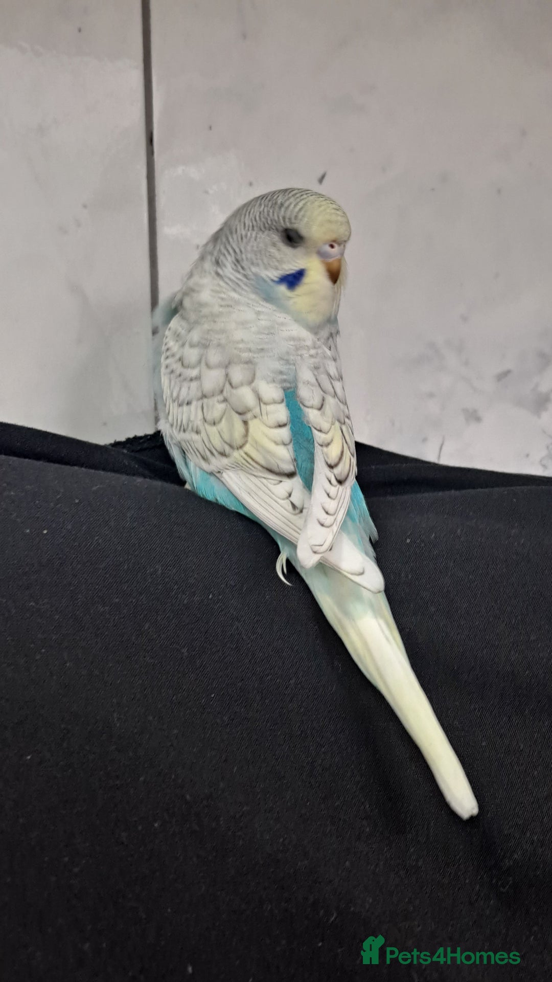 Budgerigars birds for sale: Silly hand tamed baby budgies for sale  - Image 16