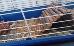 Guinea Pig rodents for sale: Guinea Pig [male] * FREE FOR COLLECTION *  - Image 6