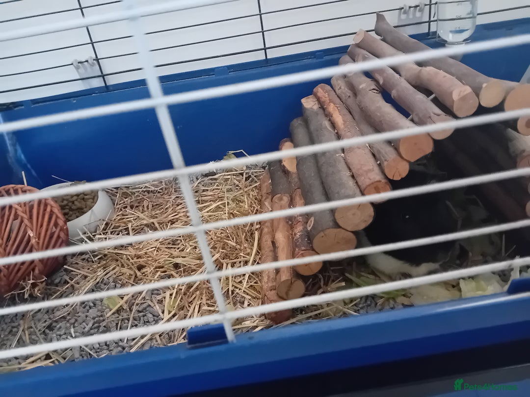 Guinea Pig rodents for sale: Guinea Pig [male] * FREE FOR COLLECTION *  - Image 6