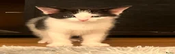 Mixed Breed cats for sale: Kittens for sale  in Beckenham - Advert 4