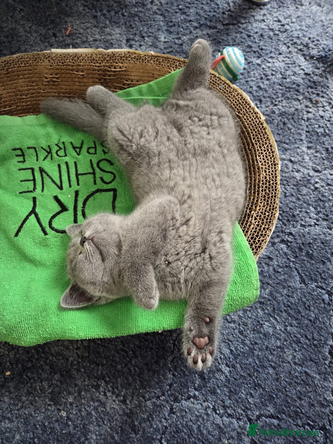 British Shorthair cats for sale: British shorthair kitten - Image 8