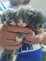British Shorthair cats - Advert 2