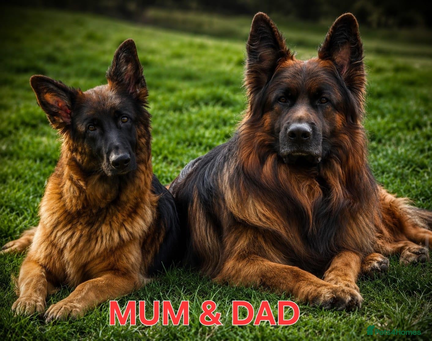 German Shepherd dogs KC Register Long coat female GSD!!! - Advert 2